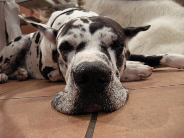 great dane on floor