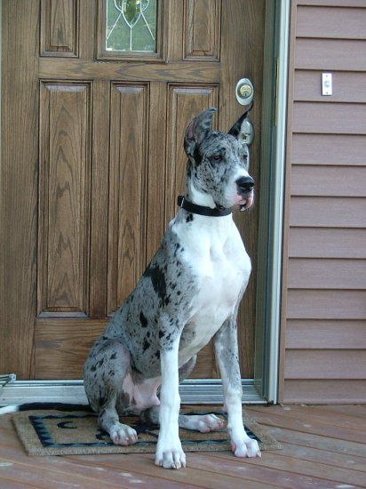 great dane waiting