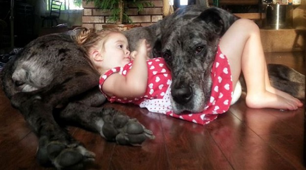20 Great Danes Who Don’t Realize How Big They Are 7