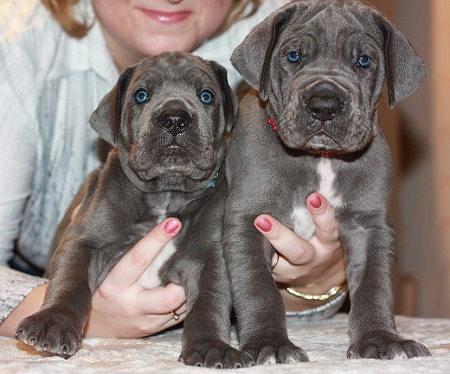 12 Signs You Are A Crazy Great Dane Person 1 great danes puppies woman