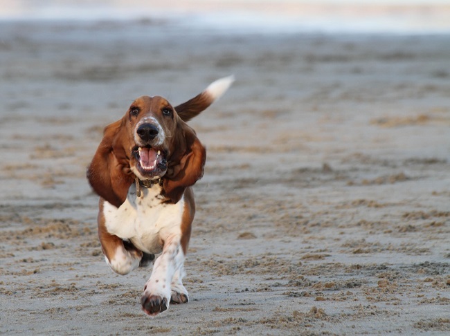 10 Basset Hounds Totally Defying The Laws Of Physics 9 happy basset hound running
