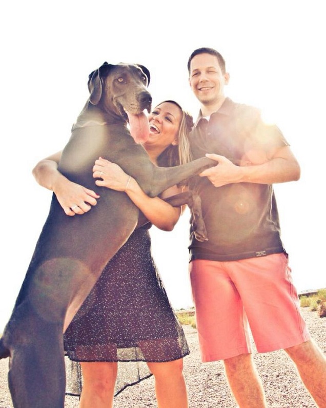 12 Signs You Are A Crazy Great Dane Person 9 happy couple great dane hugging