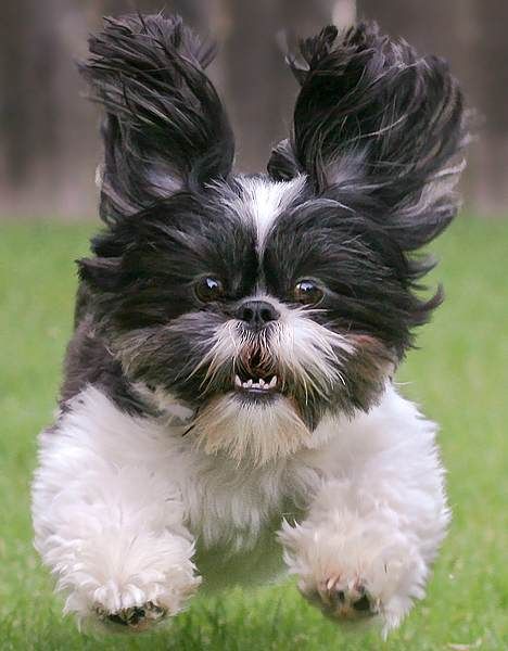10 Shih Tzus Totally Defying The Laws Of Physics 9 happy run flying shih tzu