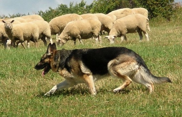 herding GSD dog