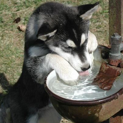 husky drinking