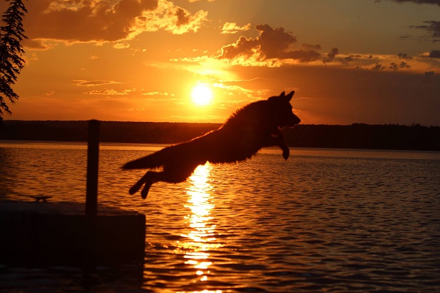 husky jumping during sunset