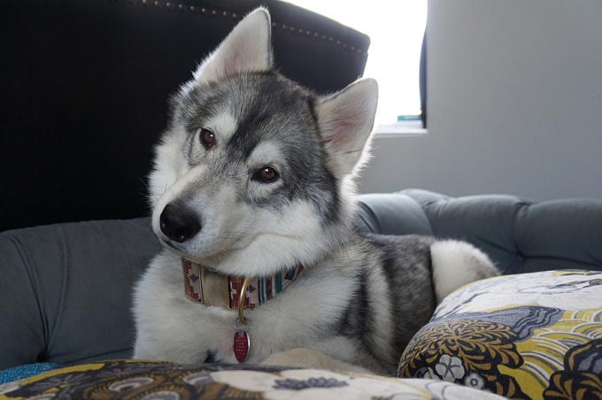 husky listening