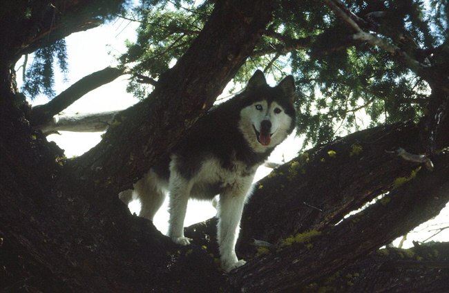 husky on tree