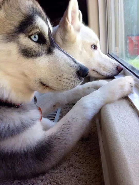 husky watching birds