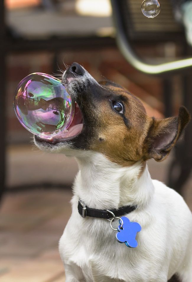 jack russell Playing With Bubbles