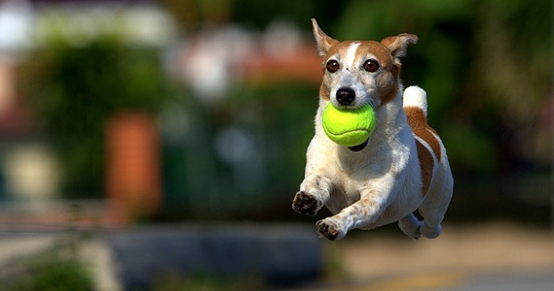 12 Jack Russell Terriers Totally Defying The Laws Of Physics 2