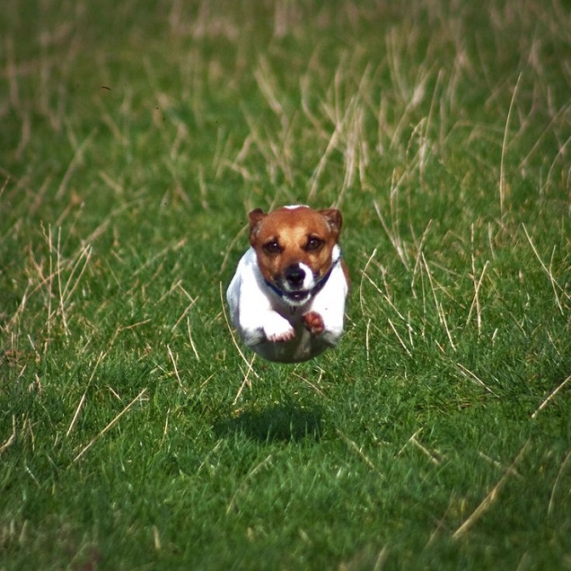 jack russell fly pics photo
