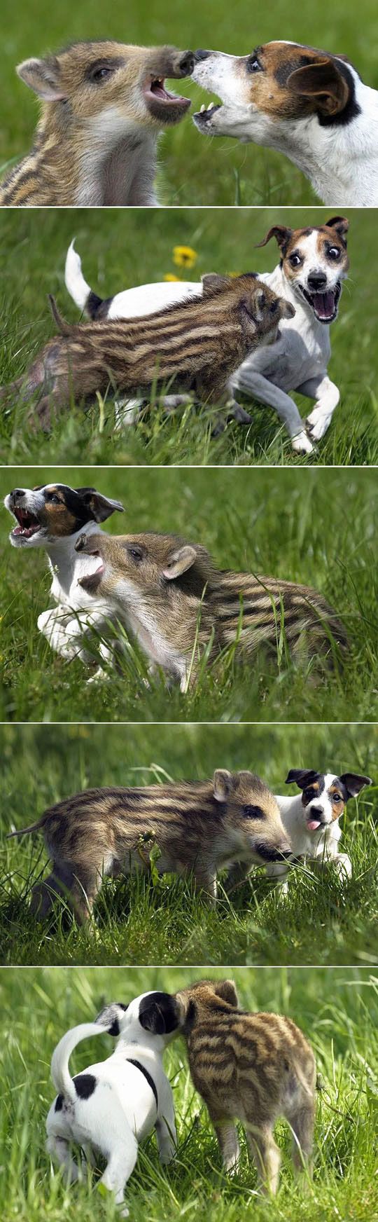 jack russell play pig