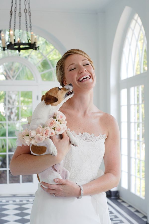 jack russell wedding woman white