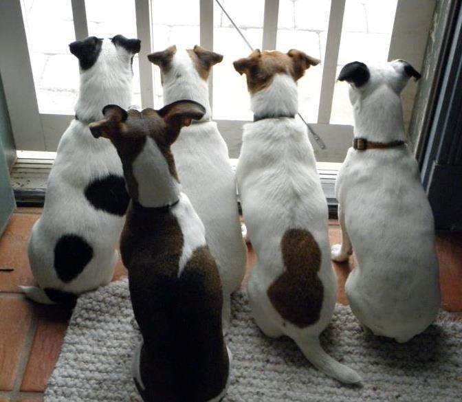 jack russells watching pics