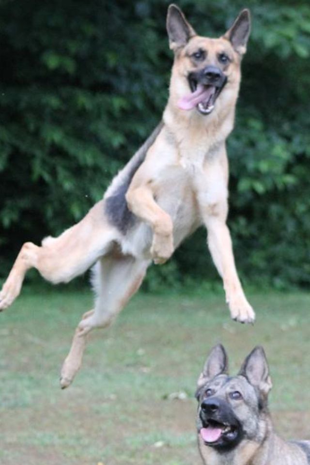 jumping around GSD