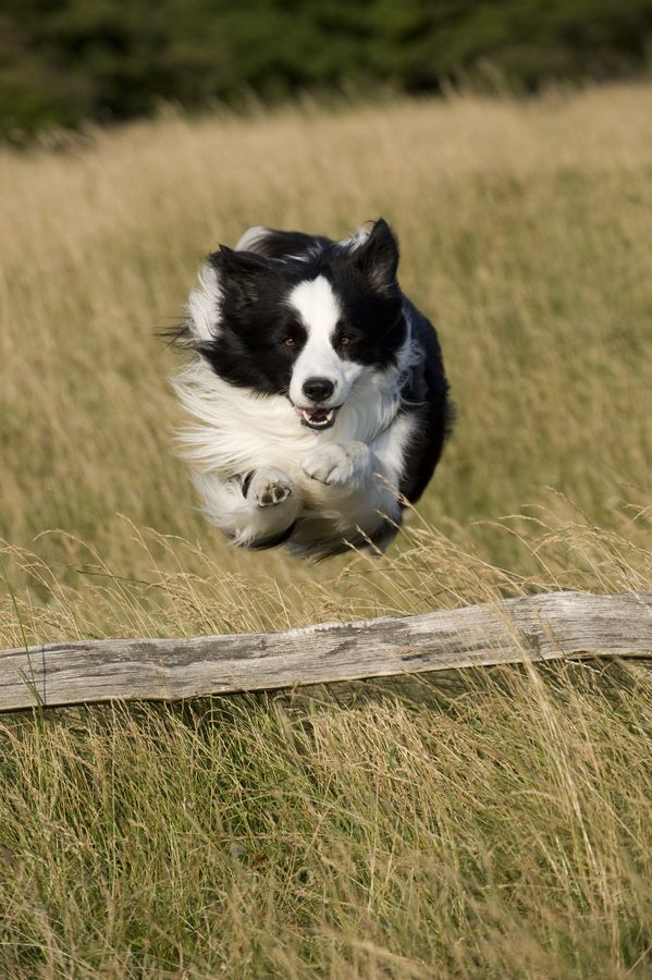 jumping border collie running