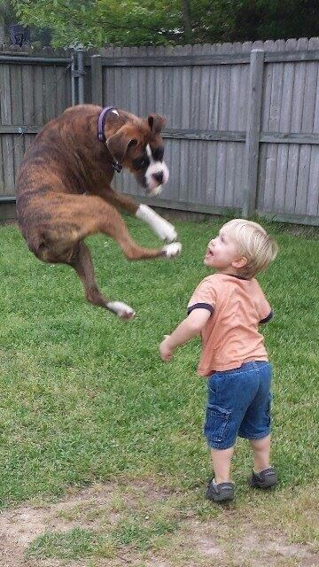 jumping boxer kid