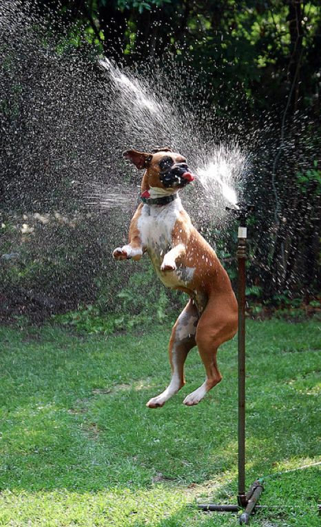 16 Reasons Boxers Are Not The Friendly Dogs Everyone Says They Are 1 jumping boxer water