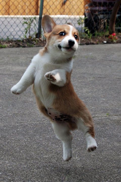jumping corgi photo pics cute