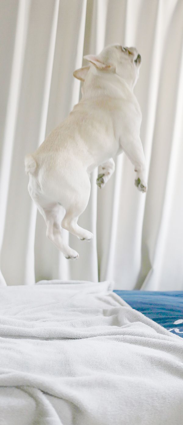jumping french bulldog pics