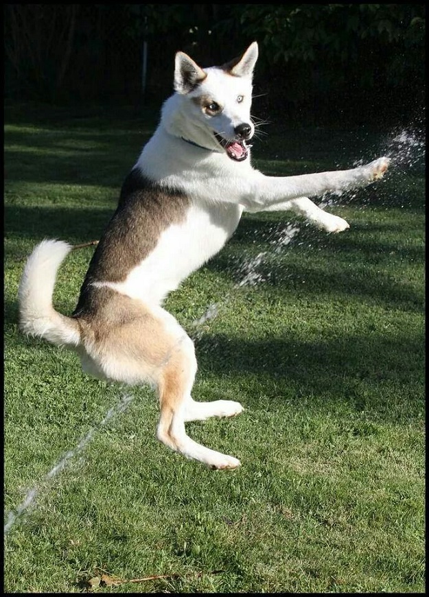 jumping husky summer water