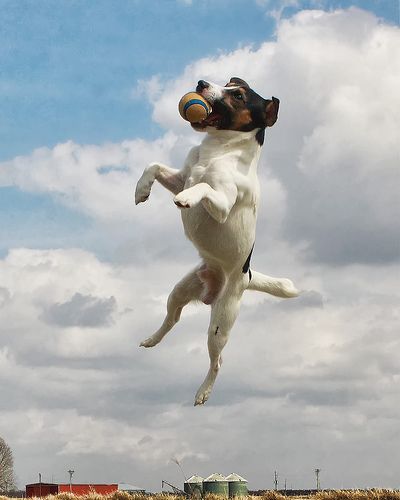 jumping jack russell ball