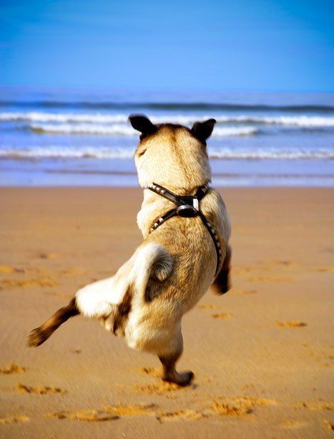 12 Pugs Totally Defying The Laws Of Physics 10 jumping pug beach