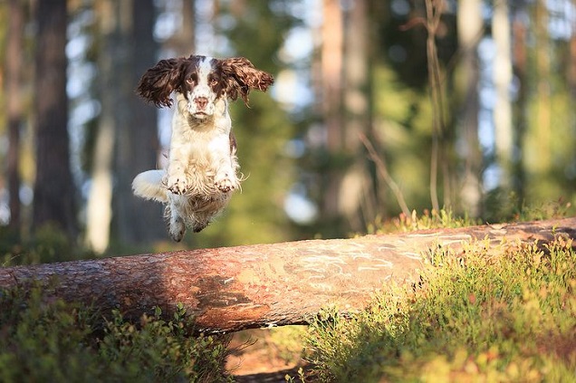 12 Springer Spaniels Totally Defying The Laws Of Physics 7 jumping running springer spaniel