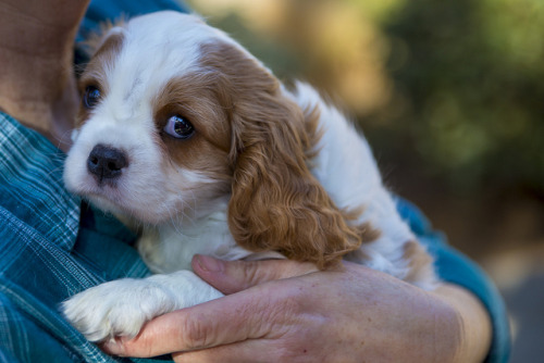 king charles spaniel trust