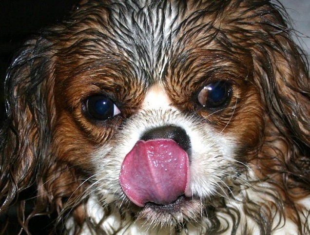 king spaniel charles tongue mud