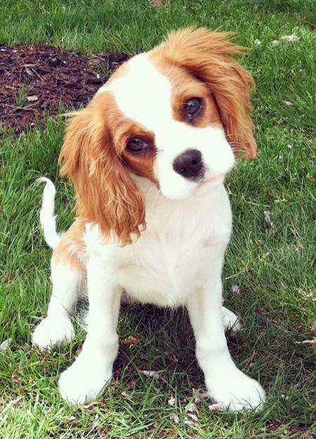 king spaniel photo