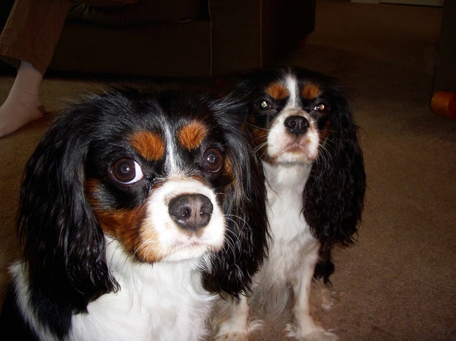 king spaniels begging pics