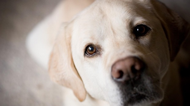 labrador face closeup eyes pics