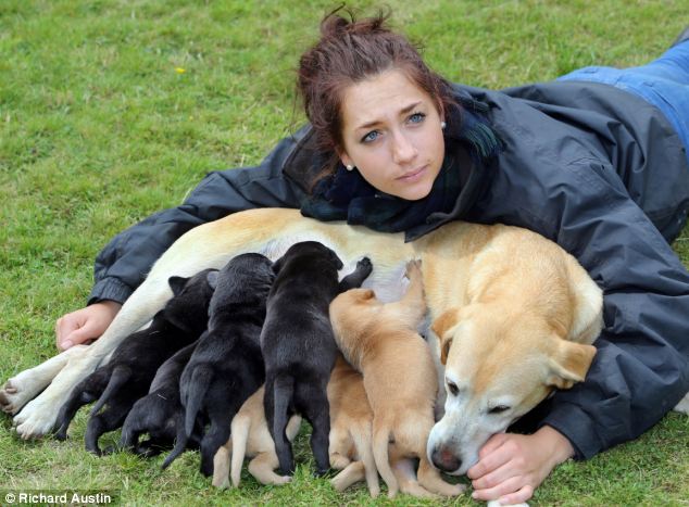 labrador family
