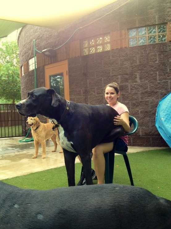lap dog great dane sit