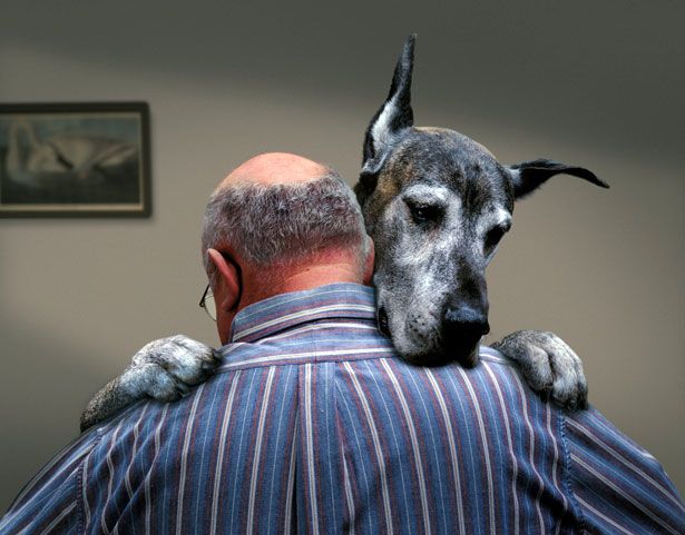 12 Signs You Are A Crazy Great Dane Person 8 man hug his great dane