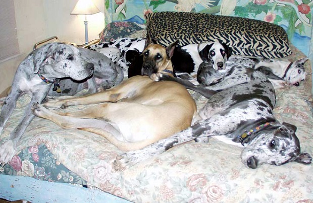 12 Signs You Are A Crazy Great Dane Person 5 12 Signs You Are A Crazy Great Dane Person 1