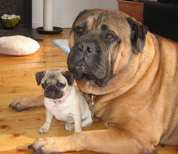 mastiff pug friends