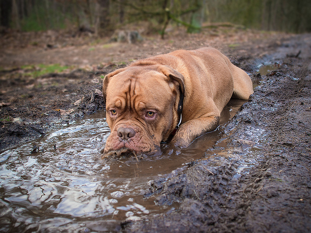 mastiff water mud pics