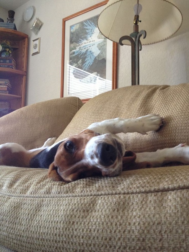 18 Things All Beagle Owners Must Never Forget 12 nap time beagle photo