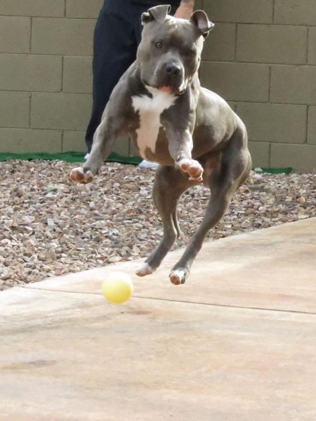 pit bull ball pics jumping