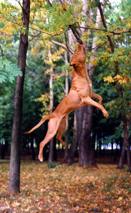pit bull forest jumping