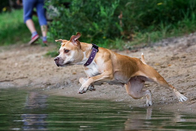 pit bull jump in water