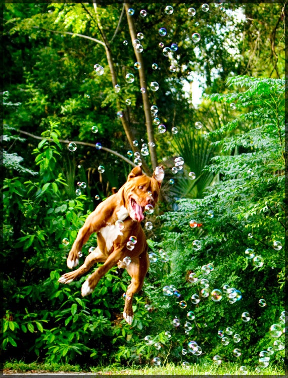 pit bull jumping bubbles