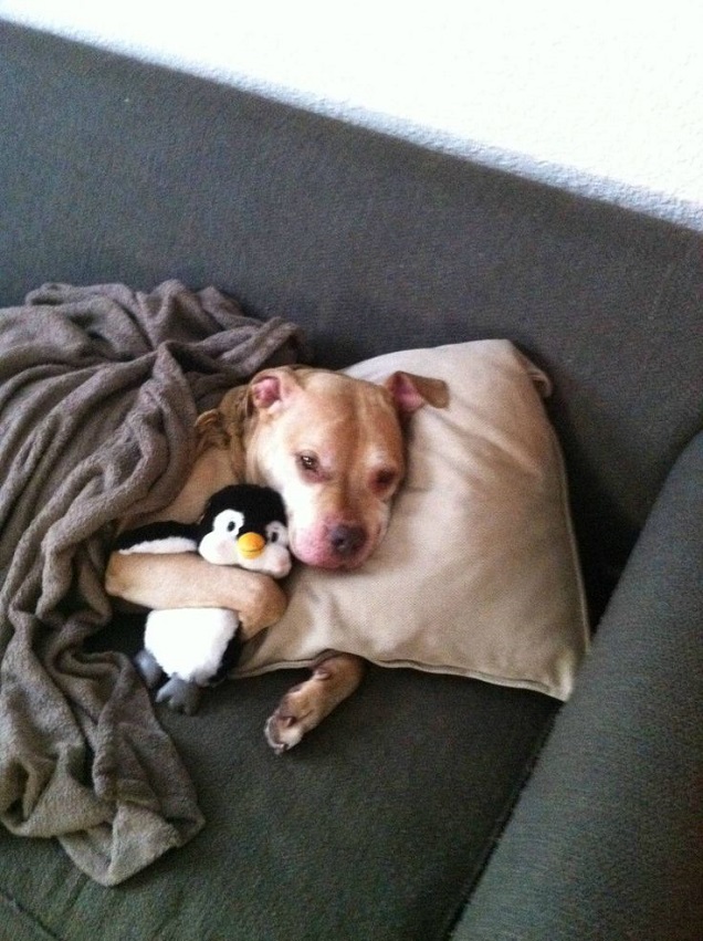 pit bull toy bed