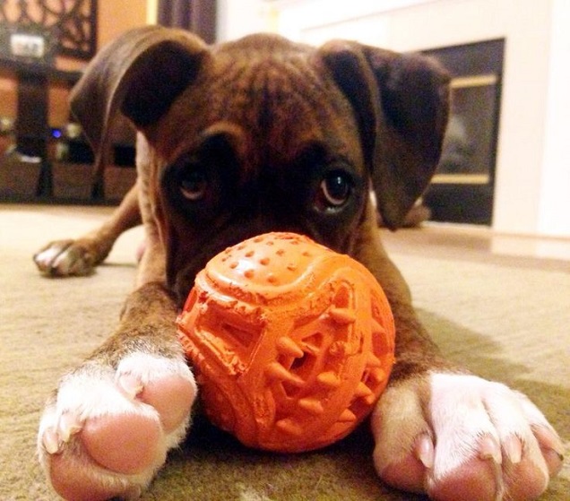 play ball boxer dog