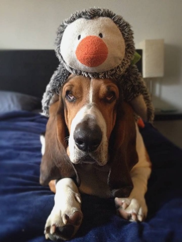 Top 10 Things Basset Hounds Don’t Like 5 playful basset hound watch