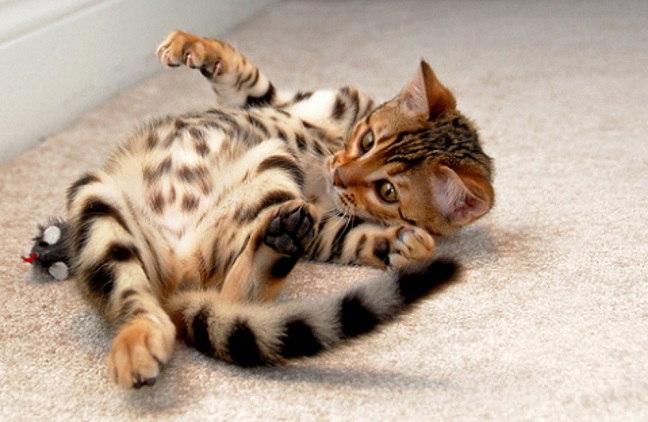 playful cat bengal kitty
