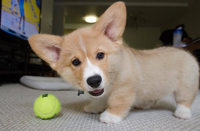 playful corgi ball pup